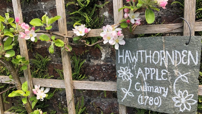 Espaliered Hawthornden apple blossom with slate sign against a brick wall in the garden